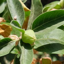 Ashwagandha KSM-66